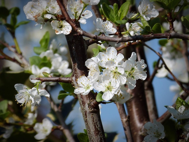 Photo close-up of white flowers on tree