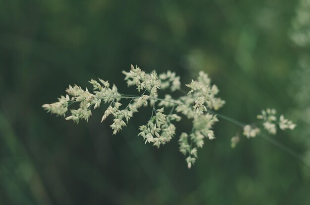 Photo close-up of white flowers