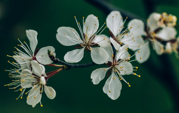 Close-up of white flowers