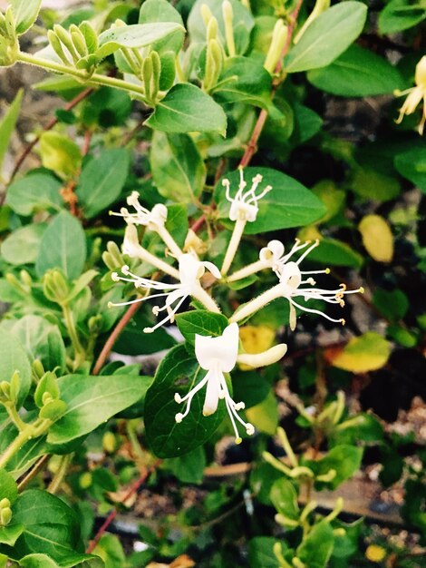 Close-up of white flowers