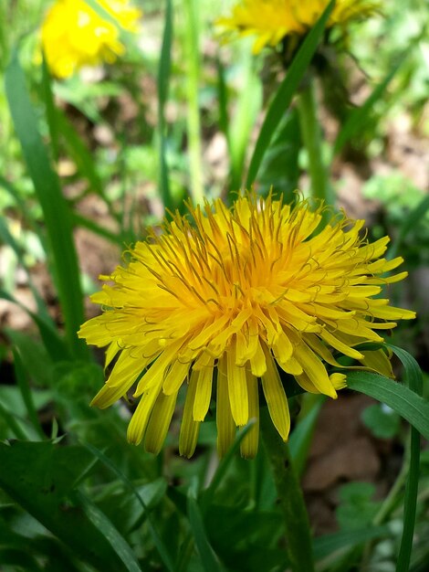 Foto prossimo piano di fiori bianchi