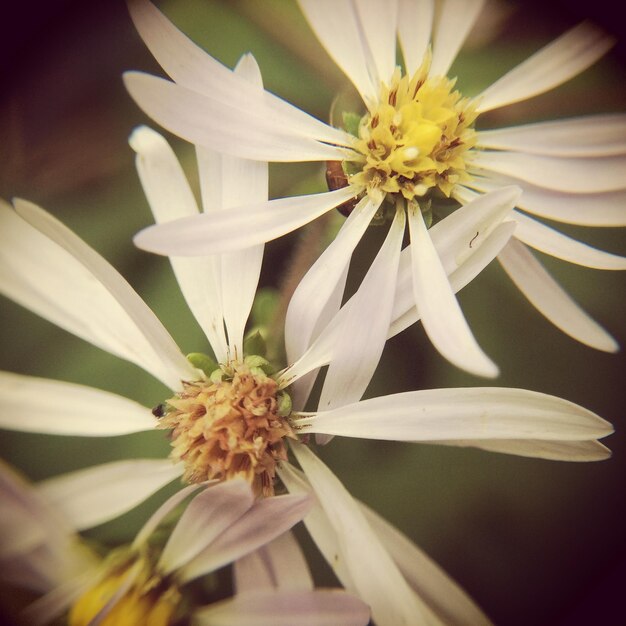 Foto primo piano dei fiori bianchi