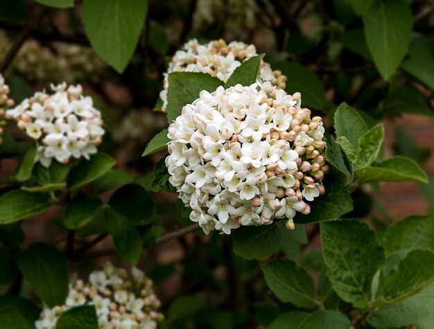 Foto prossimo piano di fiori bianchi