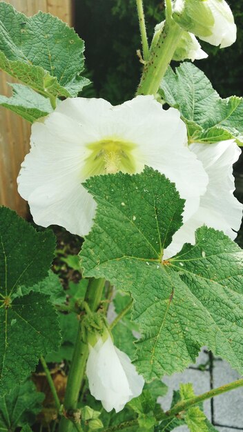 Close-up of white flowers