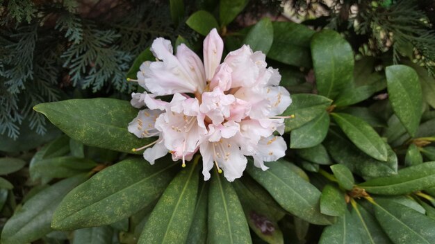 Close-up of white flowers