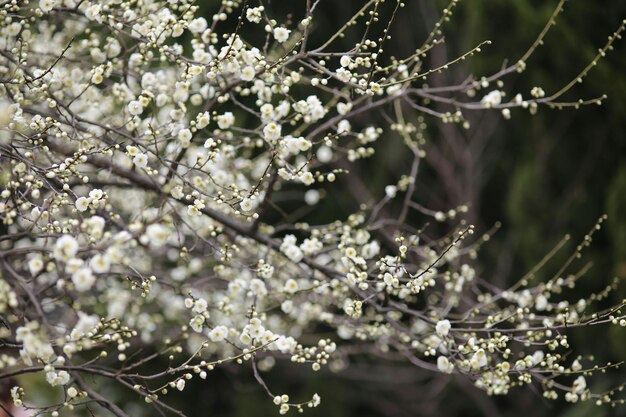 Foto prossimo piano di fiori bianchi