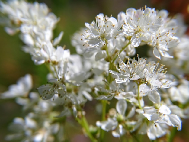 Foto prossimo piano di fiori bianchi