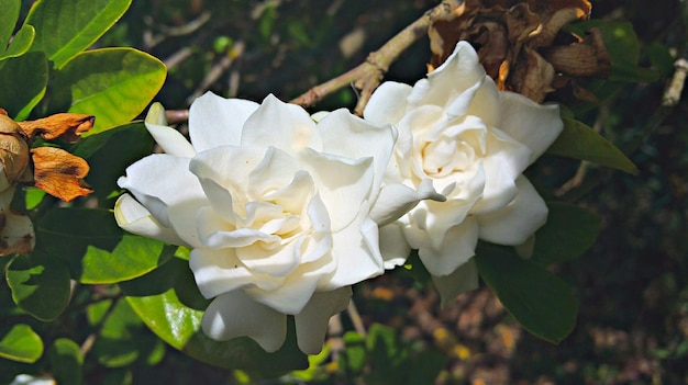 Foto prossimo piano di fiori bianchi