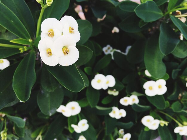 Photo close-up of white flowers