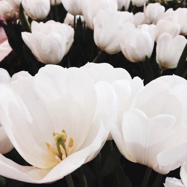 Foto prossimo piano di fiori bianchi