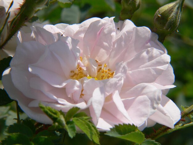 Foto prossimo piano di fiori bianchi