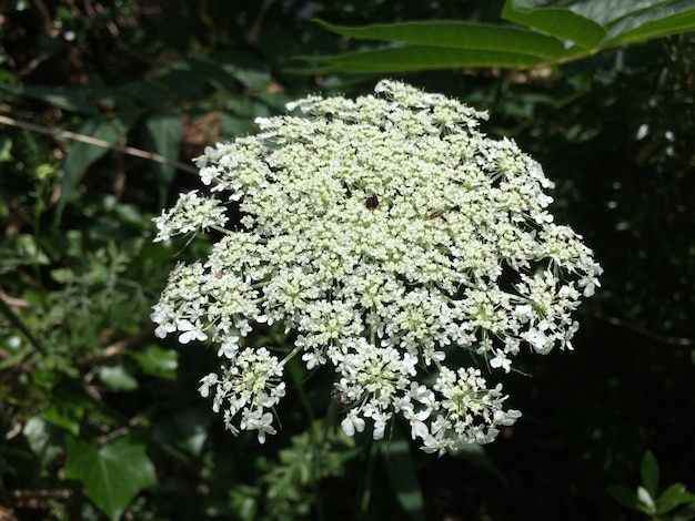 Close-up di fiori bianchi