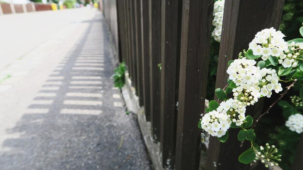 Close-up of white flowers