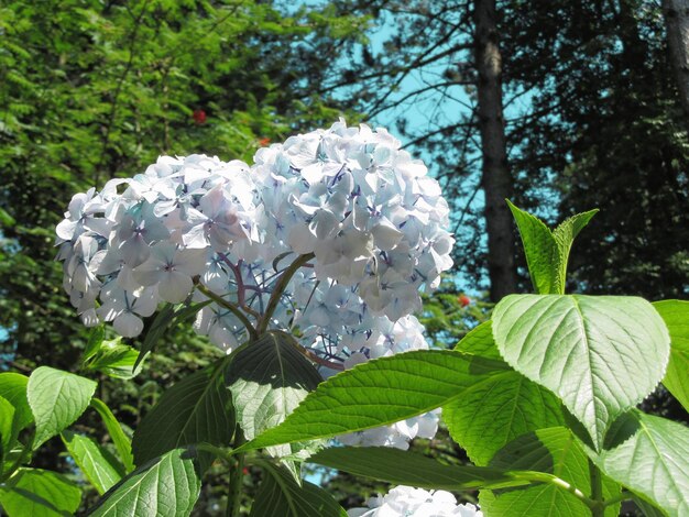 Close-up of white flowers