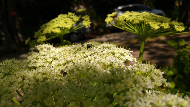 Foto prossimo piano di fiori bianchi