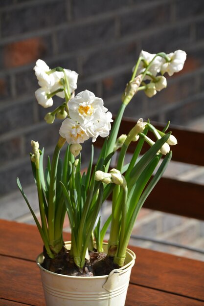 Close-up of white flowers