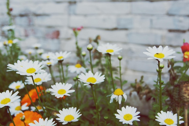 Photo close-up of white flowers