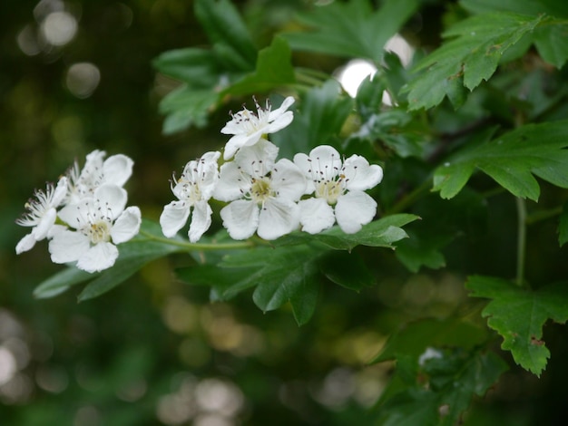 close-up of white flowers