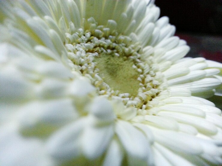 Photo 白い花のクローズアップ