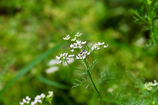 Close-up of white flowers