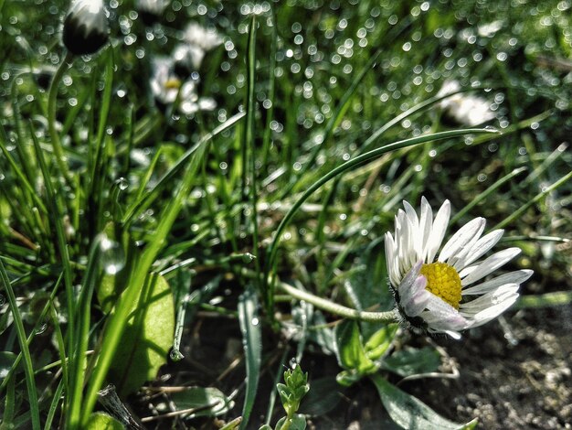 Close-up of white flowers