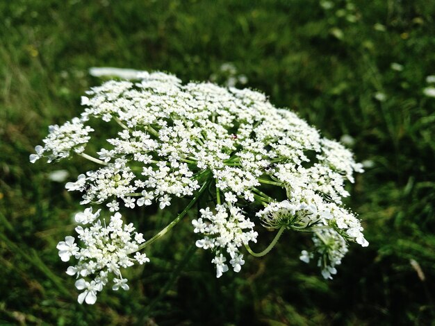 Photo close-up of white flowers