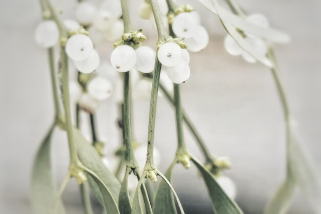 Foto prossimo piano di fiori bianchi