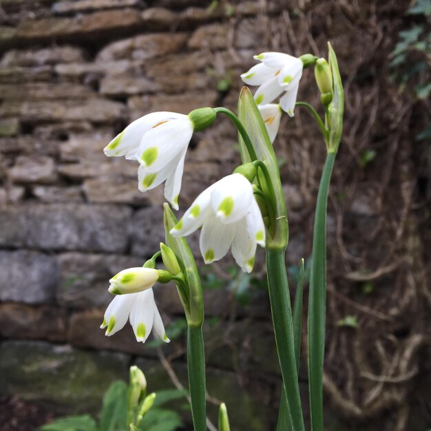 Close-up of white flowers