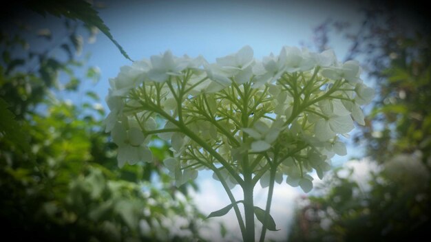 Foto prossimo piano di fiori bianchi