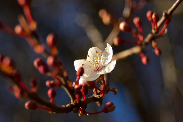 Photo close-up of white flowers