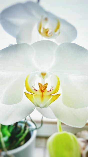 Foto prossimo piano di fiori bianchi