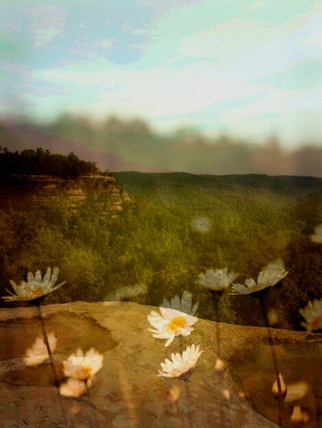 Photo close-up of white flowers