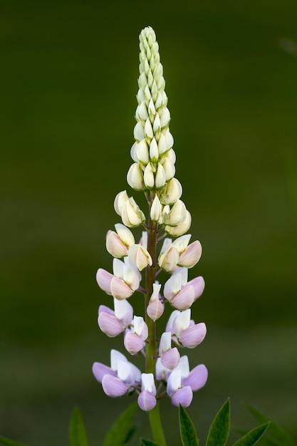 Photo close-up of white flowers