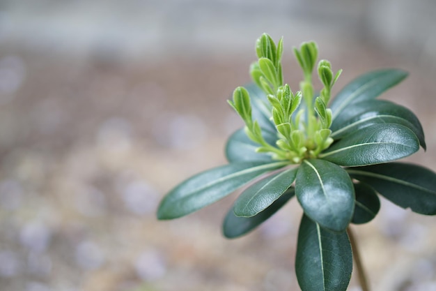 Foto prossimo piano di fiori bianchi