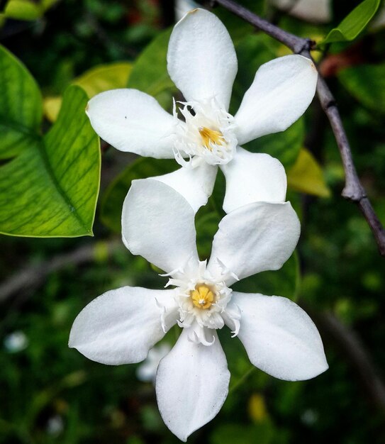 Foto prossimo piano di fiori bianchi