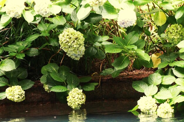 Foto prossimo piano di fiori bianchi