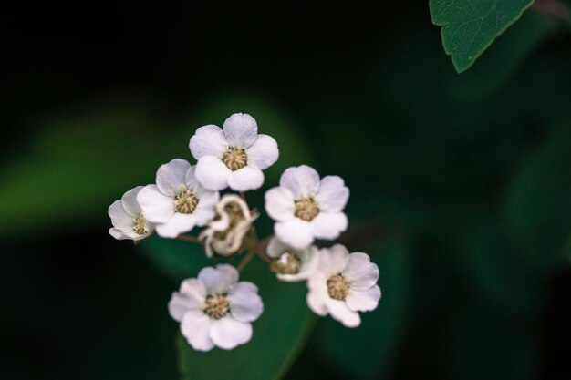 Close-up of white flowers