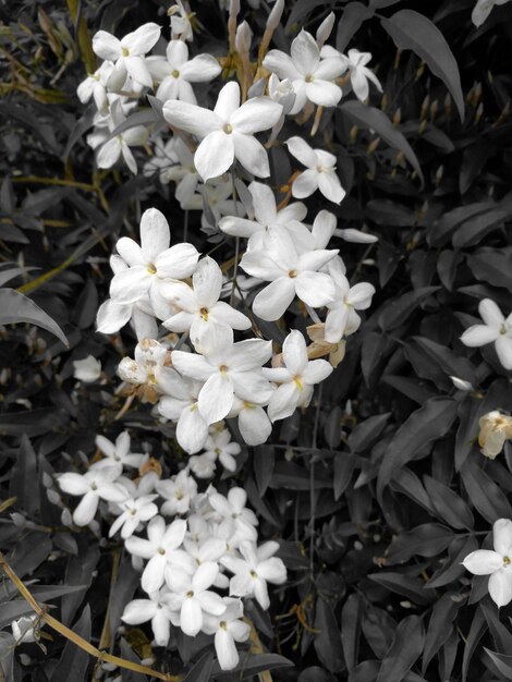 Close-up of white flowers