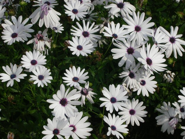 Close-up of white flowers