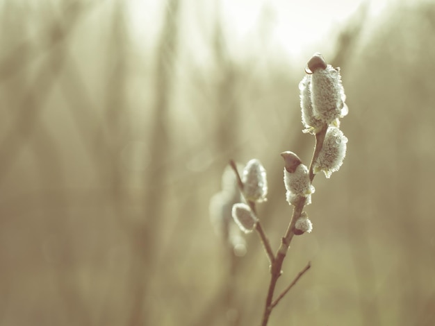 Foto prossimo piano di fiori bianchi