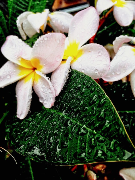 Foto prossimo piano di fiori bianchi