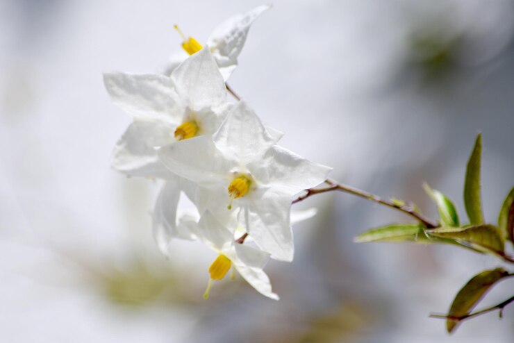 Photo 白い花のクローズアップ