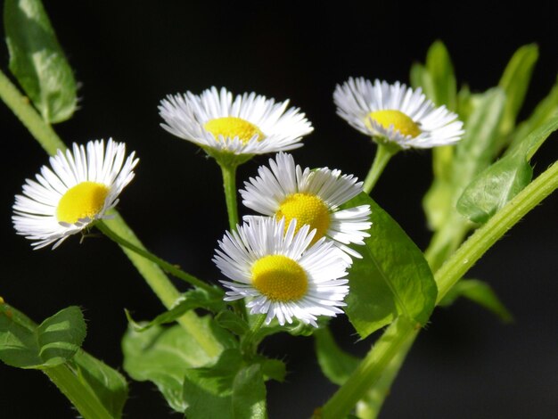 Foto prossimo piano di fiori bianchi