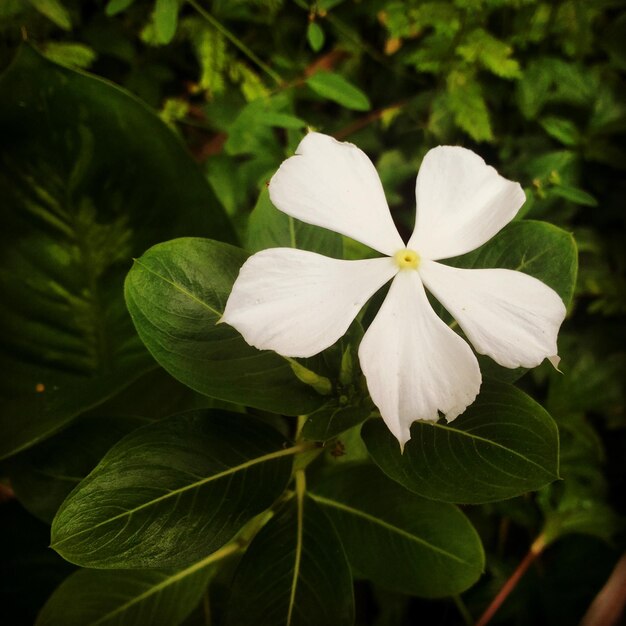 Photo close-up of white flowers