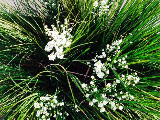 Foto prossimo piano di fiori bianchi