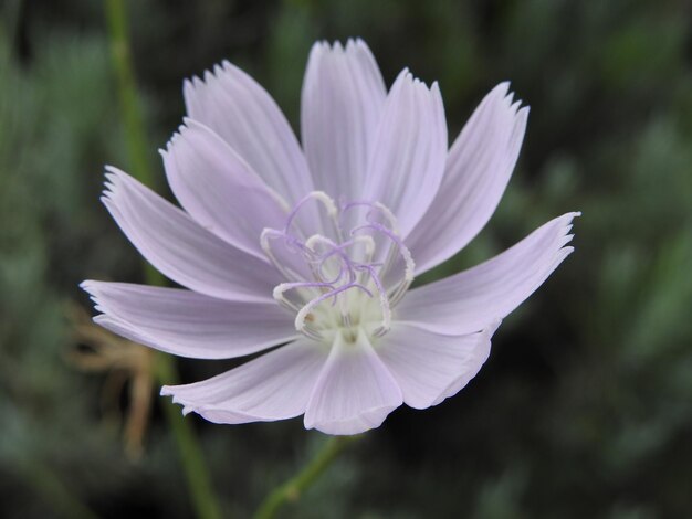 Photo close-up of white flowers