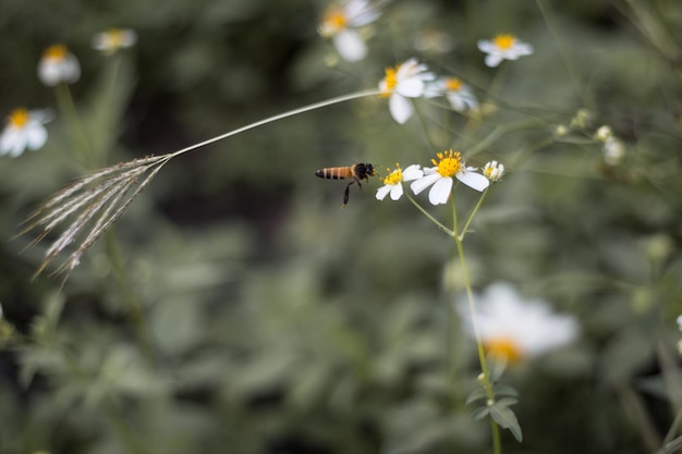 Foto prossimo piano di fiori bianchi