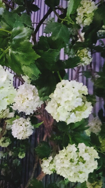 Photo close-up of white flowers