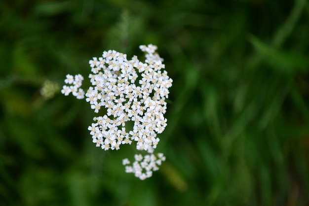 Photo close-up of white flowers