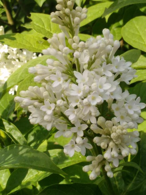 Foto prossimo piano di fiori bianchi